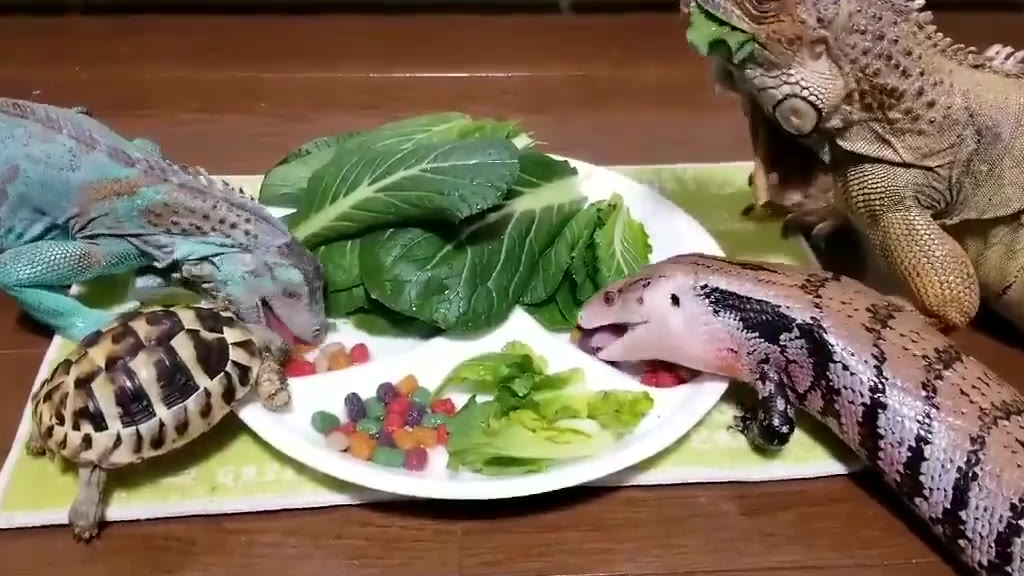 素食聚餐